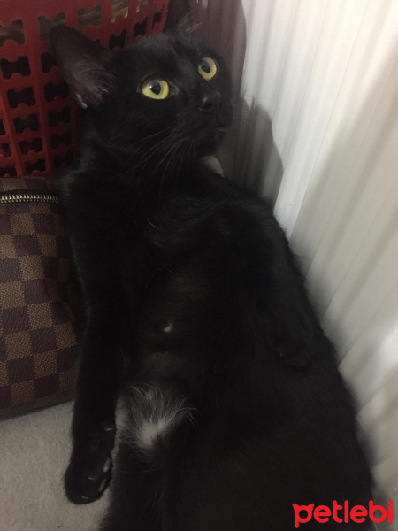 Bombay, Kedi  zeytin fotoğrafı