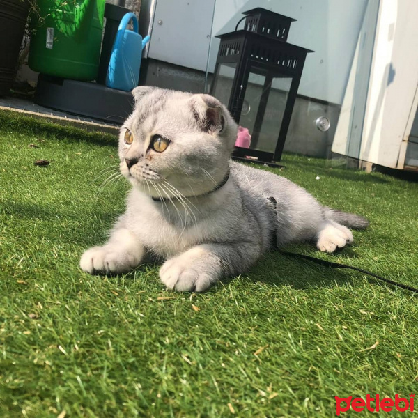 Scottish Fold, Kedi  Smoky fotoğrafı