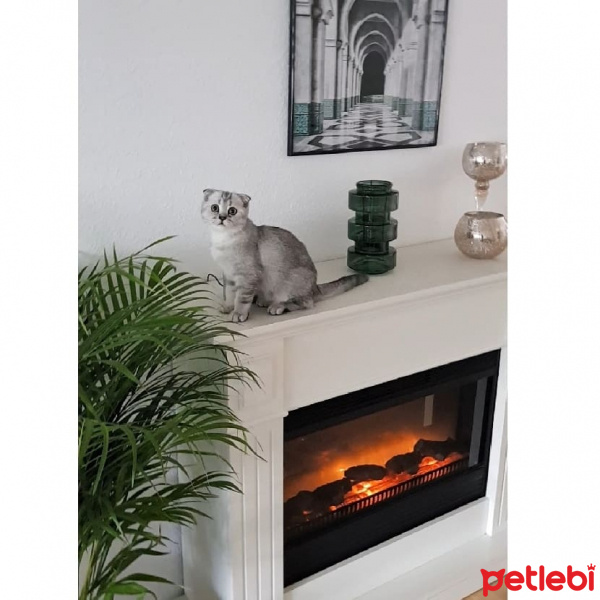 Scottish Fold, Kedi  Smoky fotoğrafı