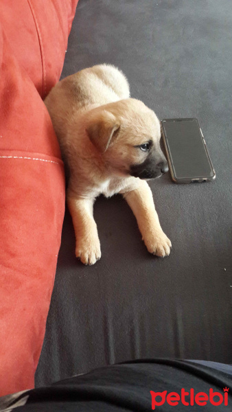 Akbaş, Köpek  Yok fotoğrafı