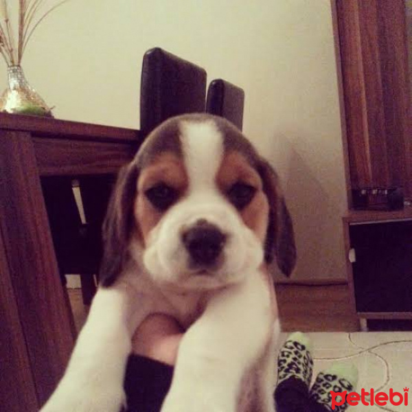 Beagle, Köpek  alex fotoğrafı