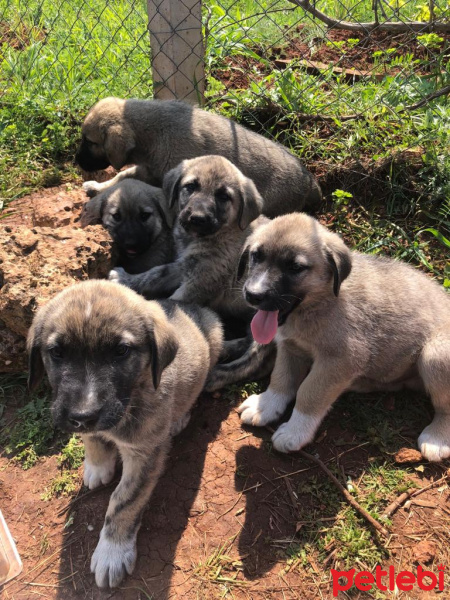 Kangal, Köpek  Kangal fotoğrafı