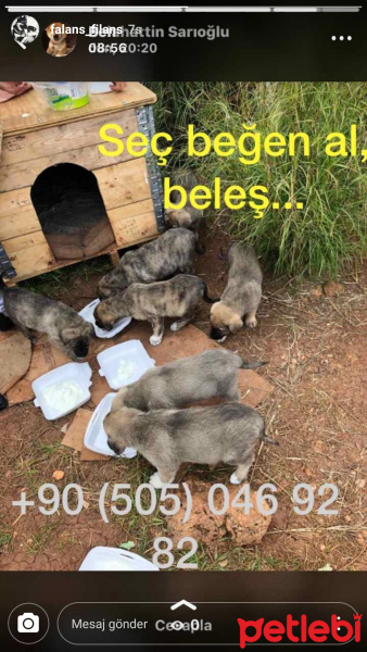 Kangal, Köpek  Kangal fotoğrafı