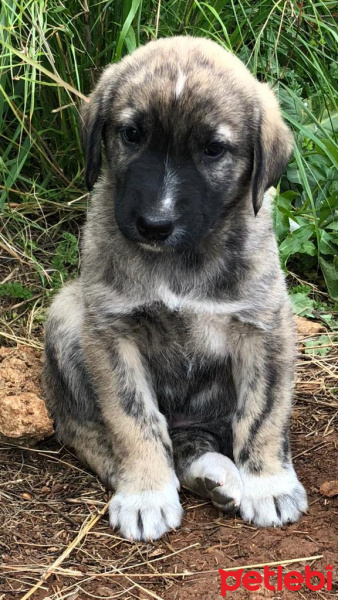 Kangal, Köpek  Kangal fotoğrafı