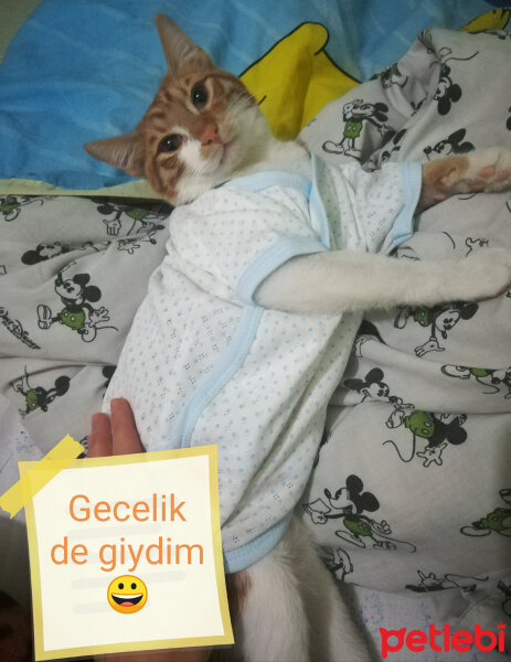 Sarman, Kedi  Behlül fotoğrafı