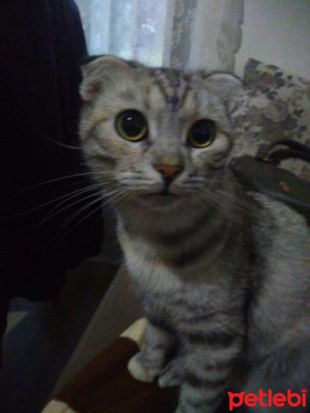Scottish Fold, Kedi  Boncuk fotoğrafı