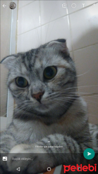 Scottish Fold, Kedi  Boncuk fotoğrafı