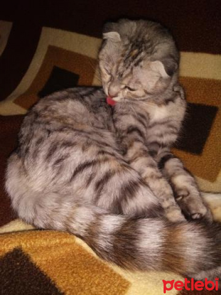 Scottish Fold, Kedi  Boncuk fotoğrafı