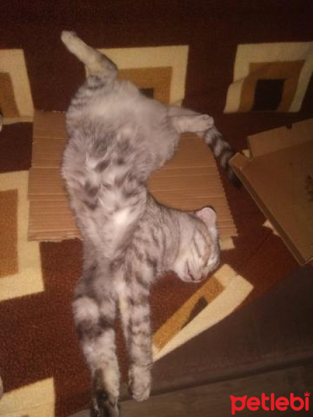 Scottish Fold, Kedi  Boncuk fotoğrafı