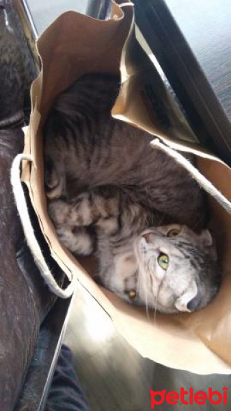 Scottish Fold, Kedi  Boncuk fotoğrafı