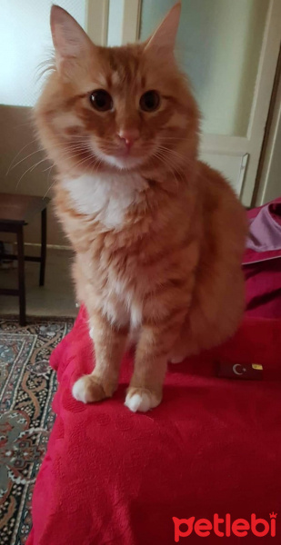 Sarman, Kedi  Oscar fotoğrafı