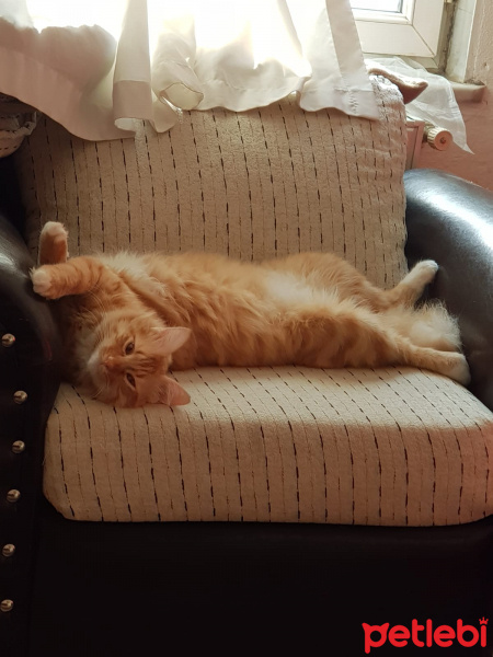 Sarman, Kedi  Oscar fotoğrafı