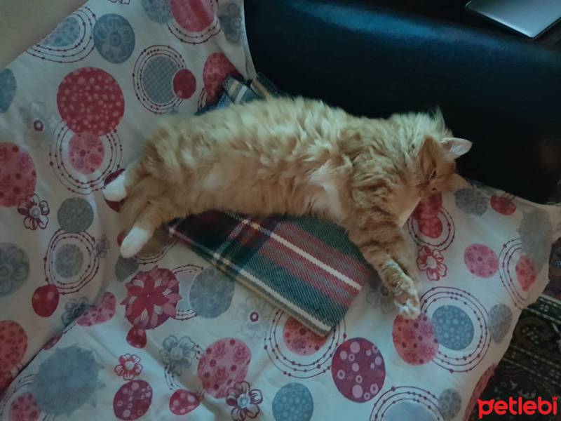 Sarman, Kedi  Oscar fotoğrafı