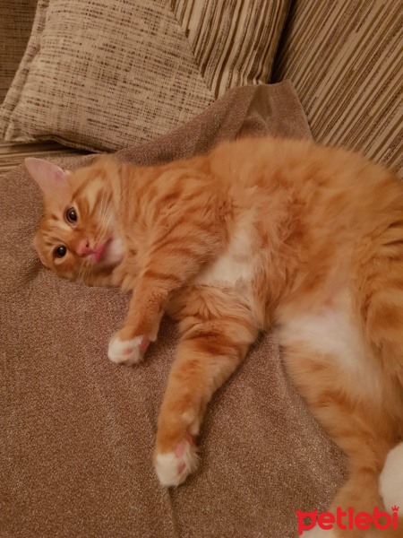Sarman, Kedi  Oscar fotoğrafı