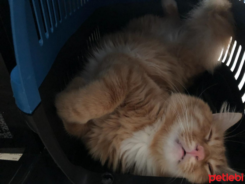Sarman, Kedi  Oscar fotoğrafı