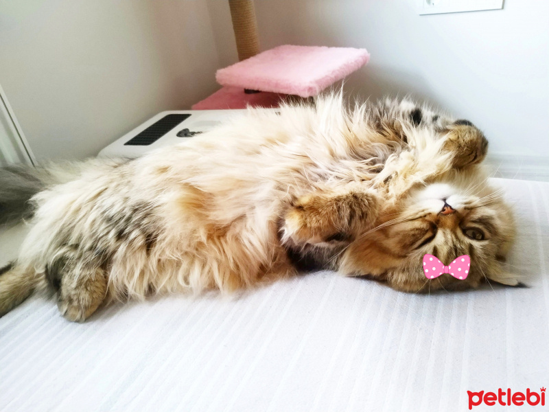 British Shorthair, Kedi  Jennyfer fotoğrafı