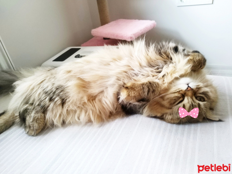 British Shorthair, Kedi  Jennyfer fotoğrafı