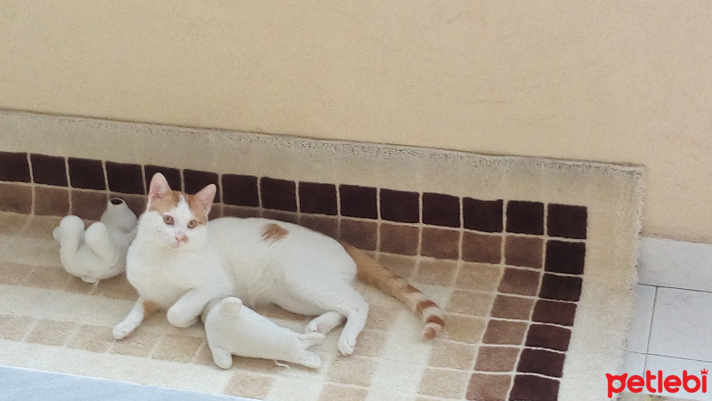 Tekir Kedi, Kedi  pamuk fotoğrafı