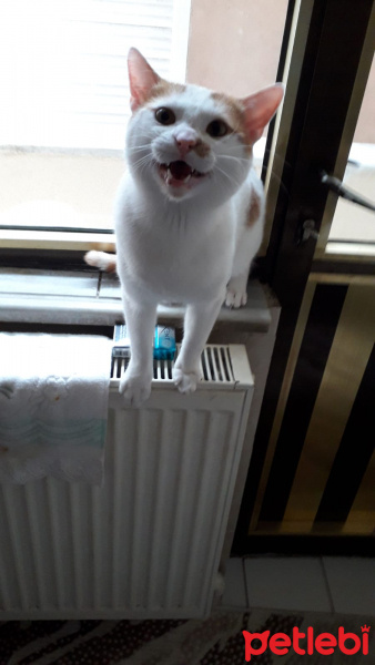 Tekir Kedi, Kedi  pamuk fotoğrafı