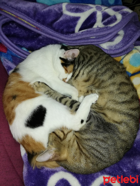 Tekir Kedi, Kedi  Rıfkı fotoğrafı