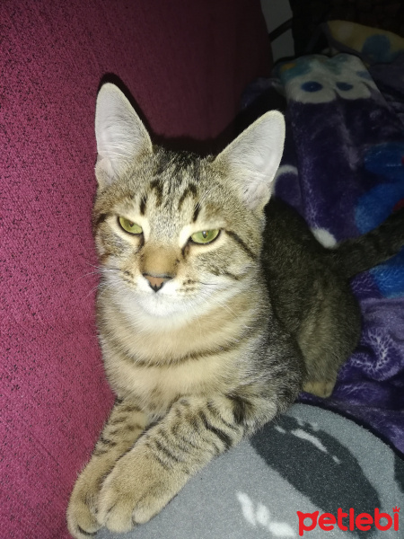 Tekir Kedi, Kedi  Rıfkı fotoğrafı