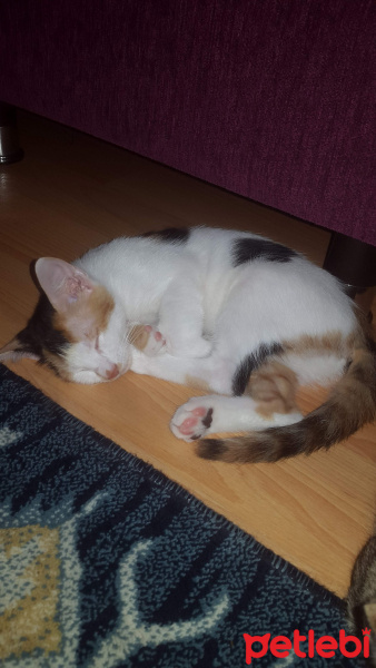 Tekir Kedi, Kedi  Maya fotoğrafı