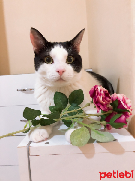 Tuxedo (Smokin) Kedi, Kedi  Pati fotoğrafı