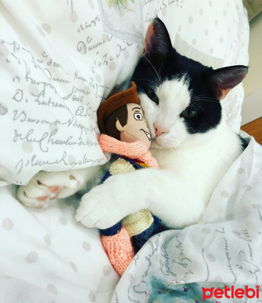 Tuxedo (Smokin) Kedi, Kedi  Pati fotoğrafı