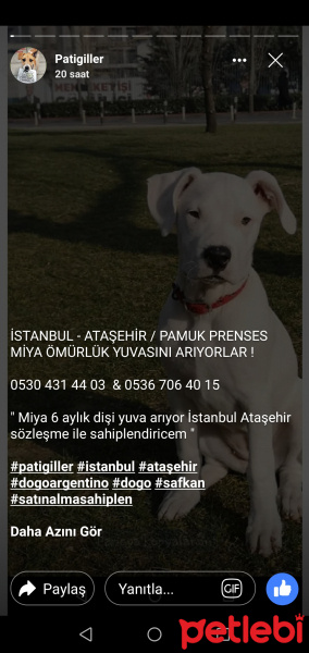 Kangal, Köpek  Büyük boy fotoğrafı