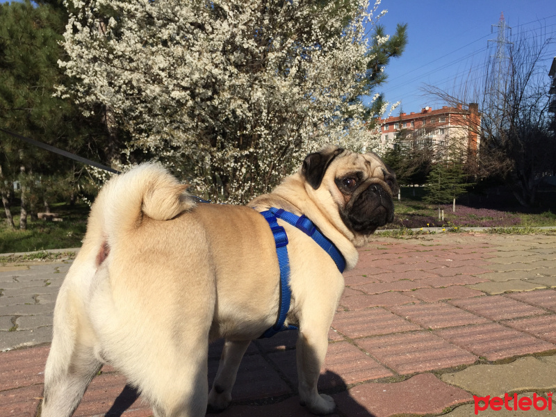 Pug, Köpek  ROMEO fotoğrafı