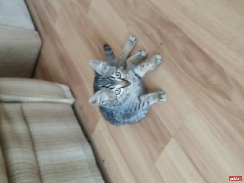 Tekir Kedi, Kedi  Duman fotoğrafı
