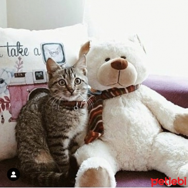 Tekir Kedi, Kedi  Miço fotoğrafı