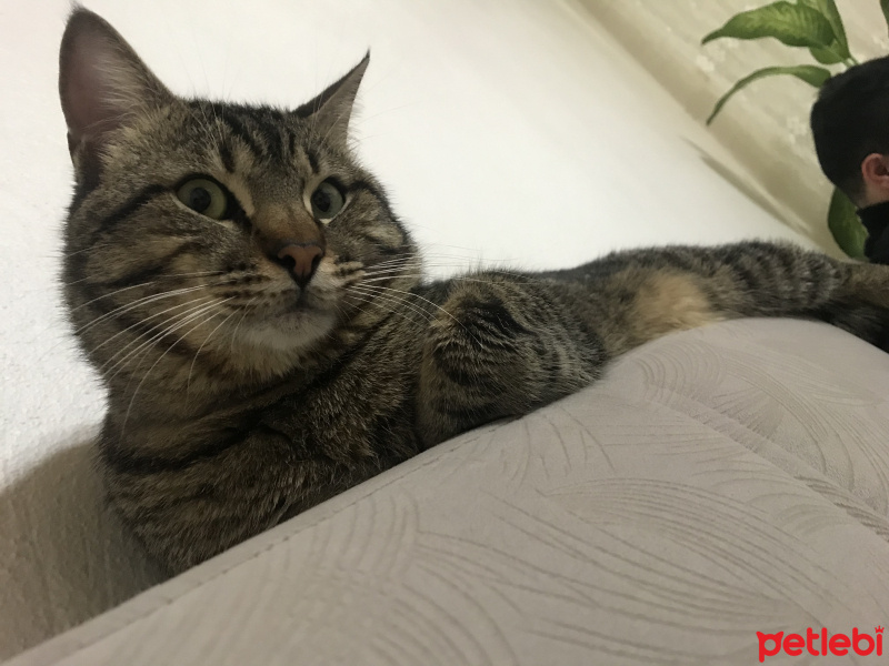 Tekir Kedi, Kedi  Miço fotoğrafı