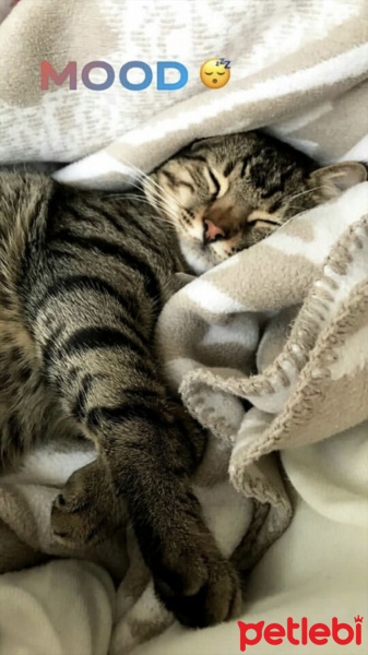 Tekir Kedi, Kedi  Miço fotoğrafı