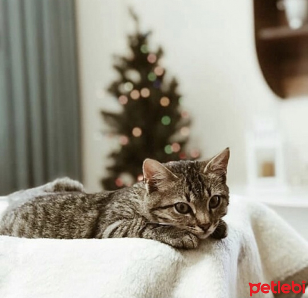 Tekir Kedi, Kedi  Miço fotoğrafı