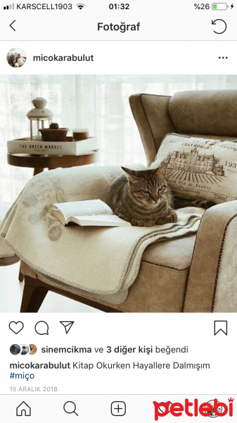 Tekir Kedi, Kedi  Miço fotoğrafı