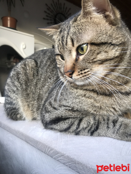 Tekir Kedi, Kedi  Miço fotoğrafı