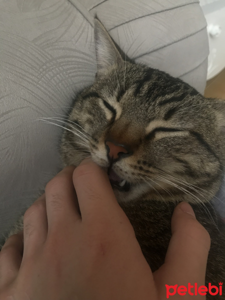 Tekir Kedi, Kedi  Miço fotoğrafı