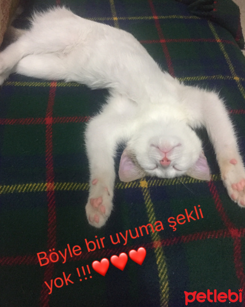 Tekir Kedi, Kedi  Mia fotoğrafı