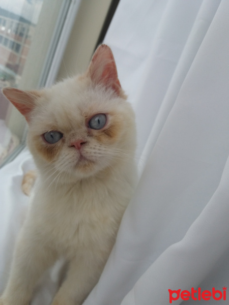 Exotic Shorthair, Kedi  Paşa fotoğrafı