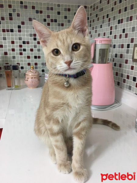 Tekir Kedi, Kedi  Mantı fotoğrafı