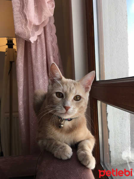 Tekir Kedi, Kedi  Mantı fotoğrafı
