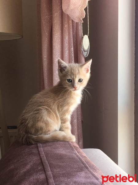 Tekir Kedi, Kedi  Mantı fotoğrafı