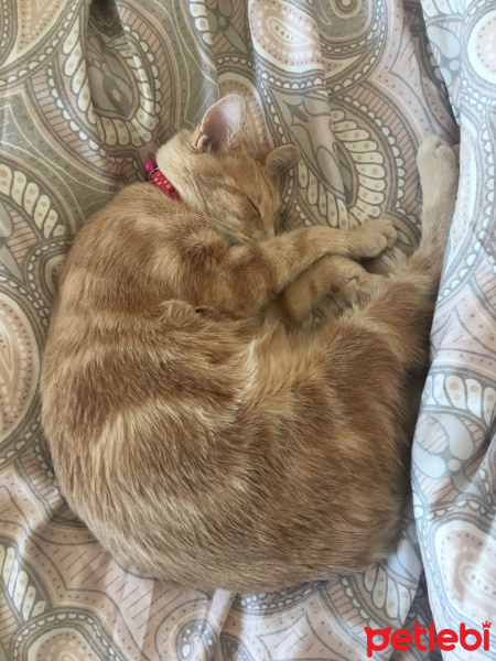Tekir Kedi, Kedi  Mantı fotoğrafı