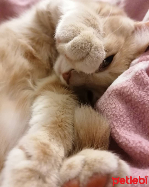 Tekir Kedi, Kedi  Mantı fotoğrafı