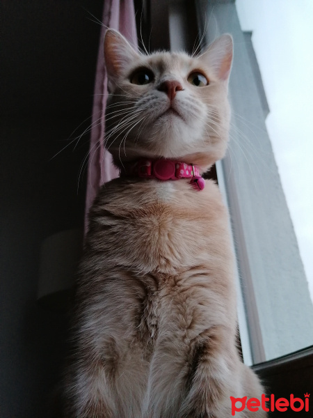 Tekir Kedi, Kedi  Mantı fotoğrafı