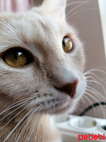 Tekir Kedi, Kedi  Mantı fotoğrafı