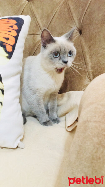 British Shorthair, Kedi  Debby fotoğrafı