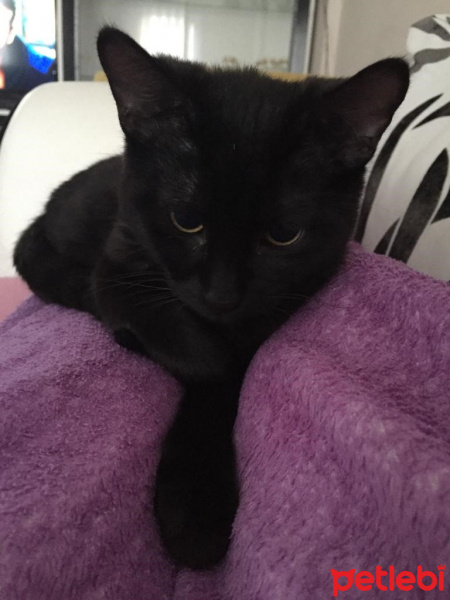 Tekir Kedi, Kedi  batman fotoğrafı