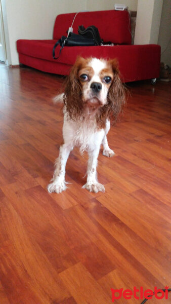 Cavalier King Charles Spanieli, Köpek  Becks fotoğrafı